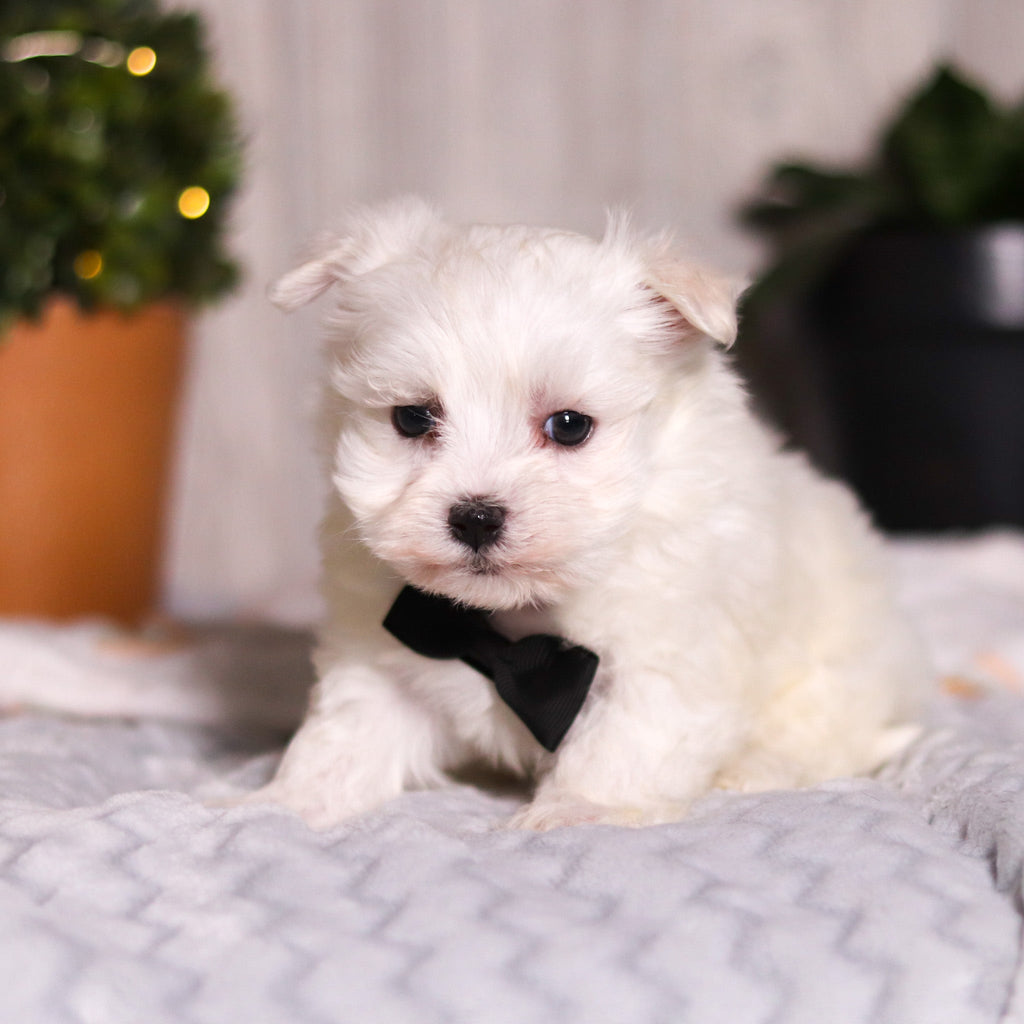 Jermaine - Available 3/13