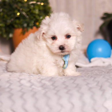 Marlon - Available 3/5