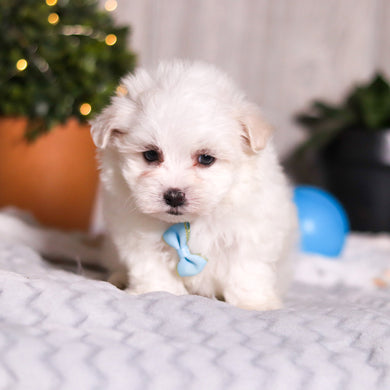 Marlon - Available 3/5