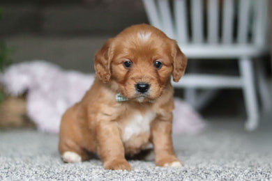 Gavin - Available Now