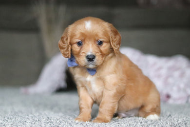 Grayson - Available Now