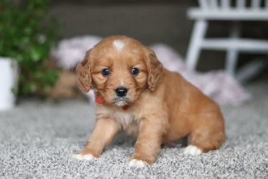 Grant - Available Now