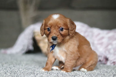 Georgie - Available Now