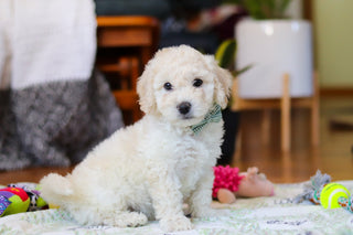 Walter - Available 2/12