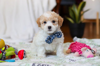 Wilder - Available 2/12