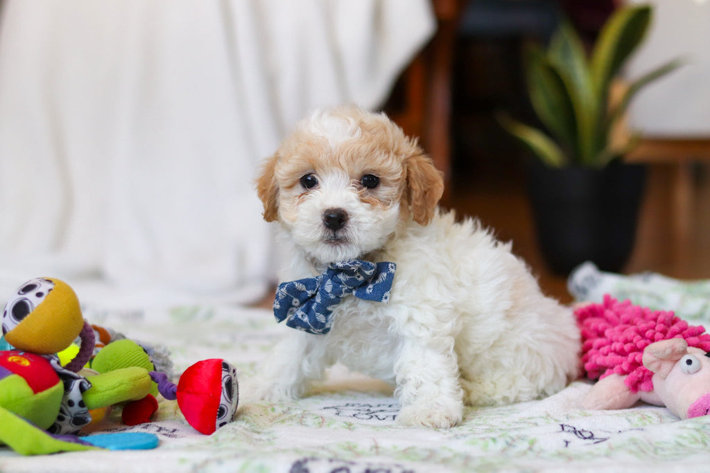 Wilder - Available 2/12