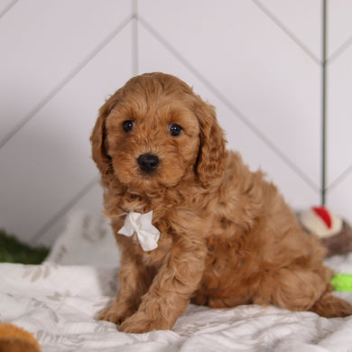 Pebbles - Available 1/28