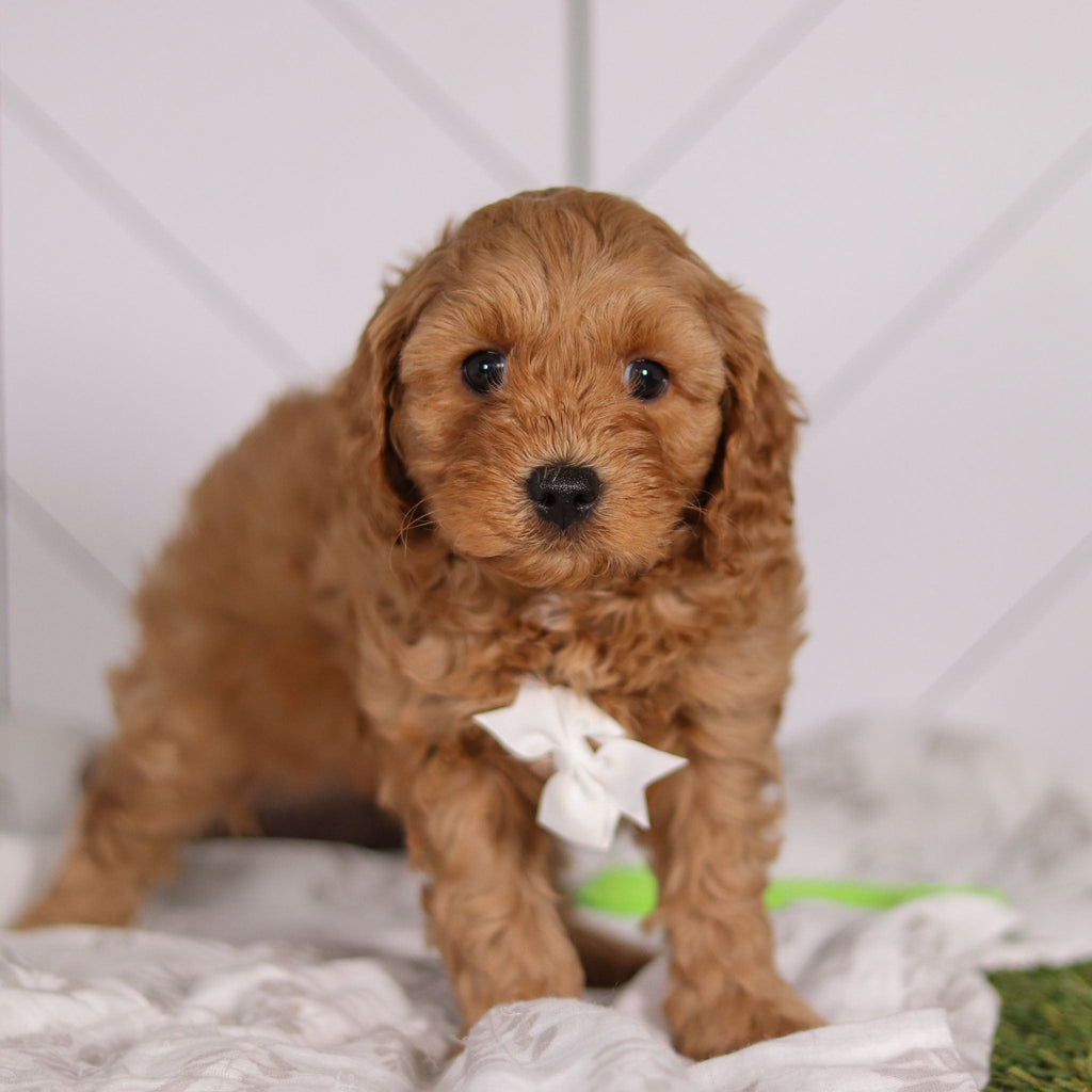 Pebbles - Available 1/28