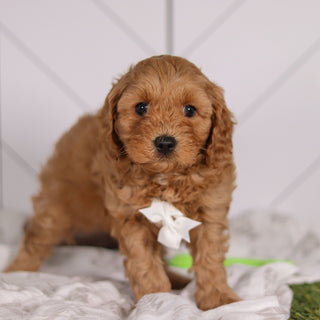 Pebbles - Available 1/28