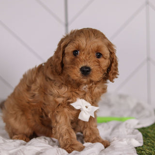 Pebbles - Available 1/28