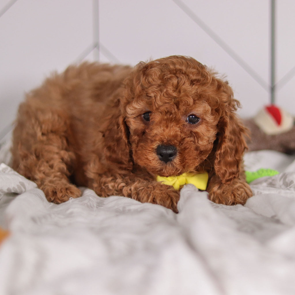 Travis - Available 1/28