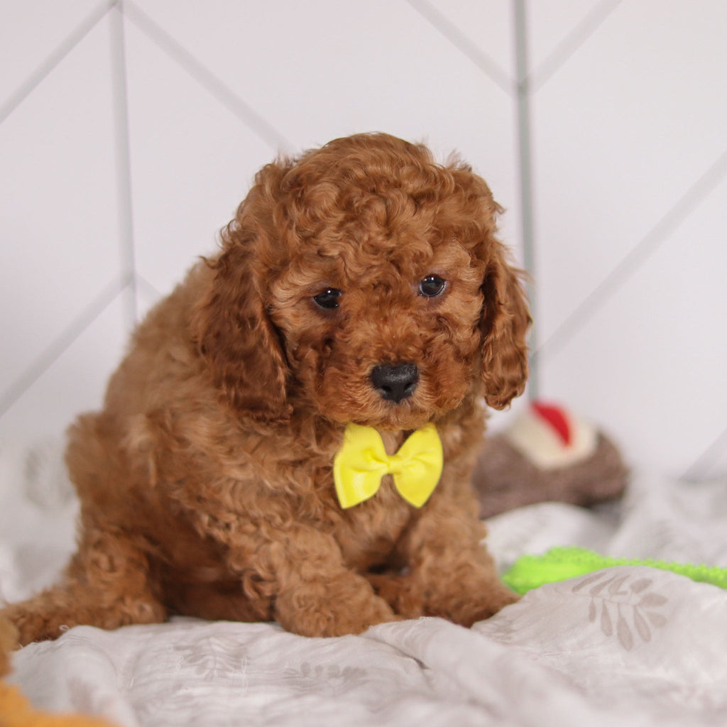 Travis - Available 1/28