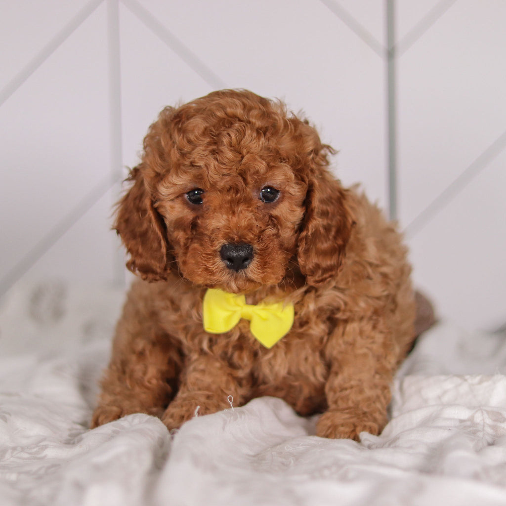 Travis - Available 1/28