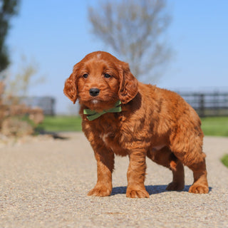 Joey - Available 5/14