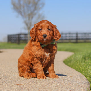 Joey - Available 5/14