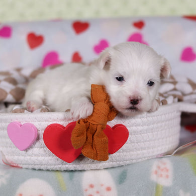 Violet - Available 2/25