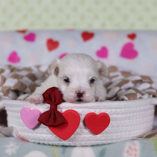 Vivian - Available 2/25