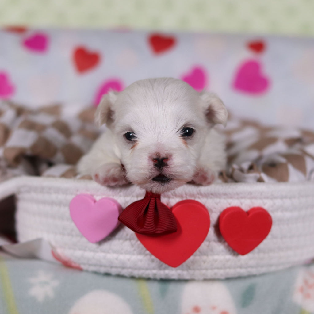 Vivian - Available 2/25