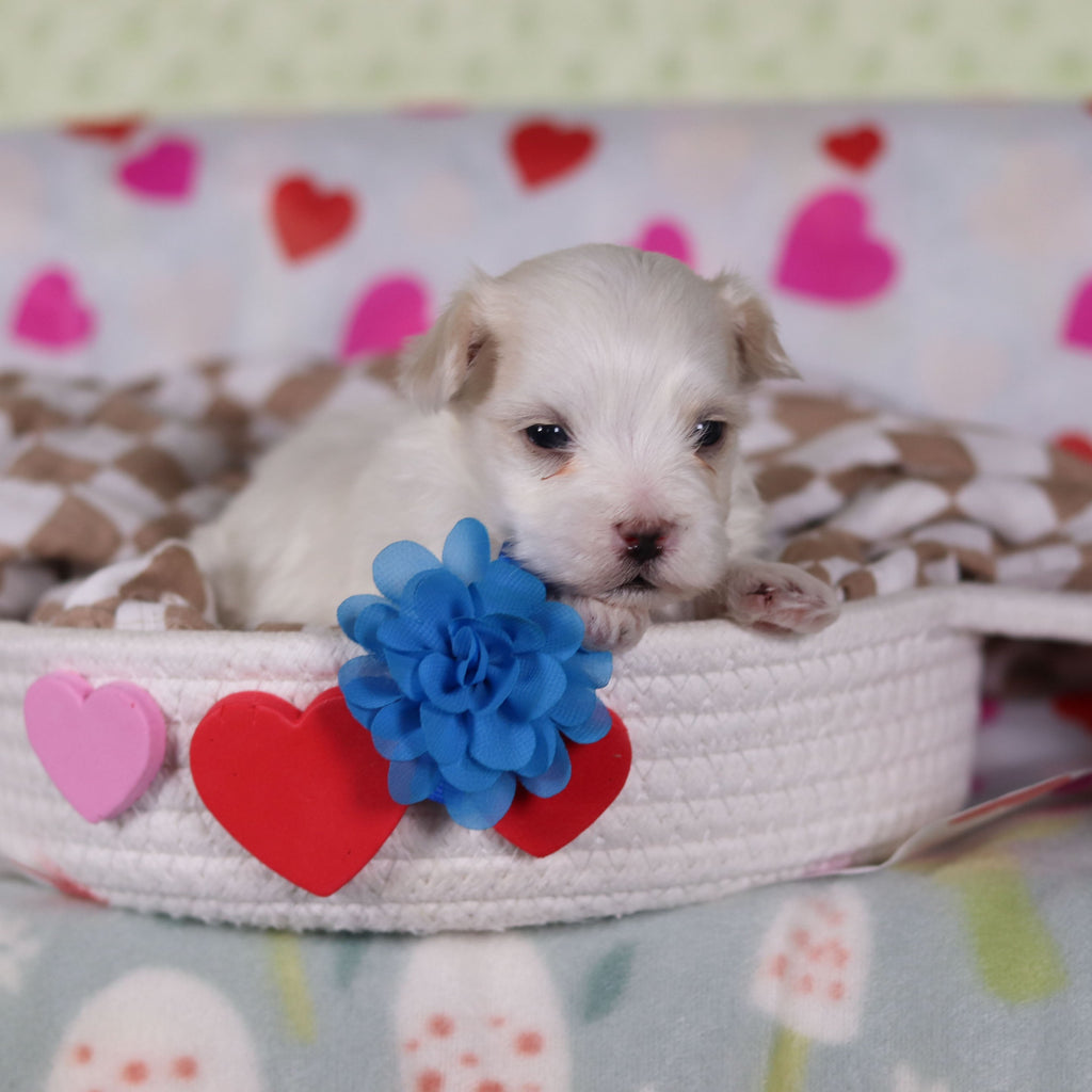 Vienna - Available 2/25