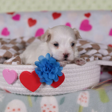 Vienna - Available 2/25