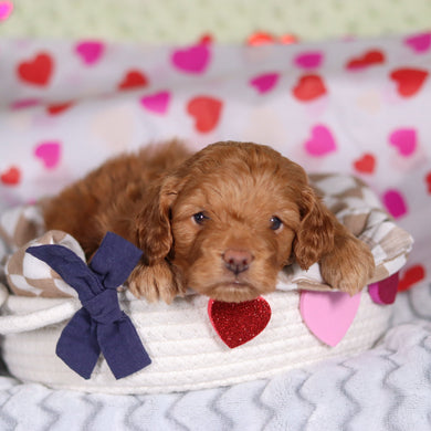 Birdie - Available 3/5