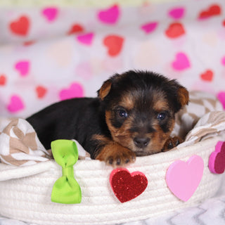 Goofy - Available 3/12