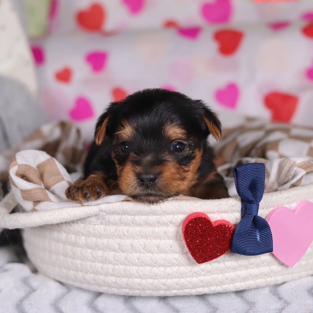 Pluto - Available 3/12