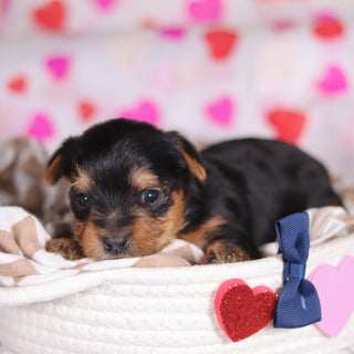 Pluto - Available 3/12