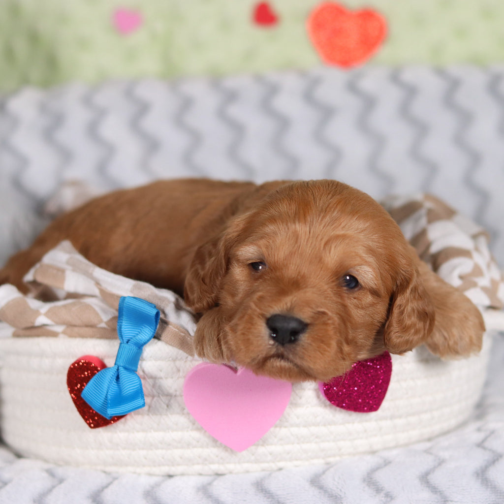 Rocky - Available 3/12