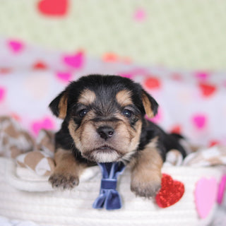 Paxton - Available 3/12