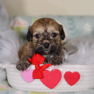 Blaze - Available 3/12