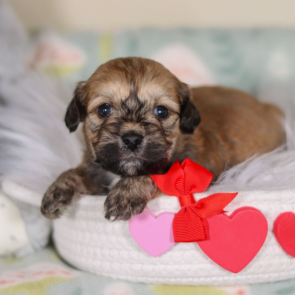 Blaze - Available 3/12