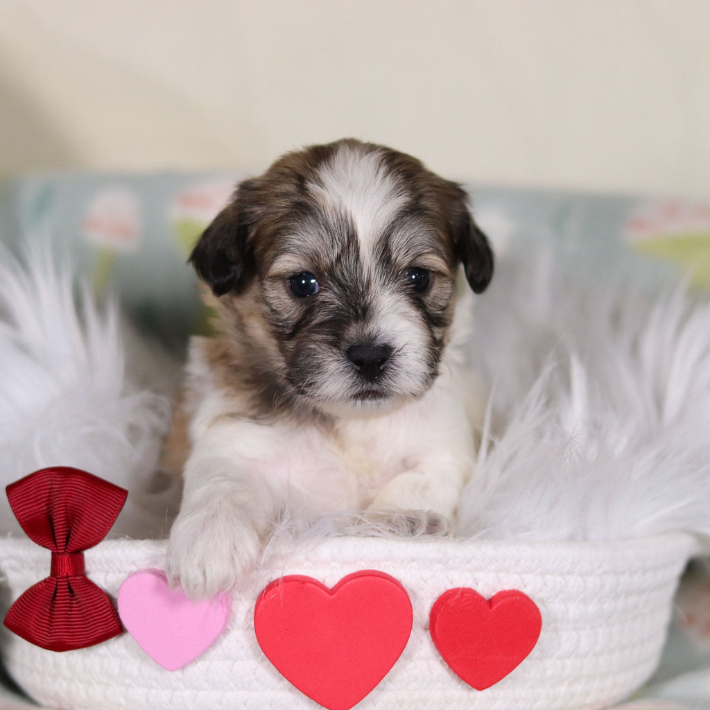 Fisher - Available 3/12