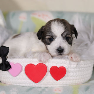 Albert - Available 3/12