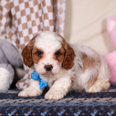 Banks - Available 3/19