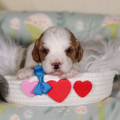 Banks - Available 3/19