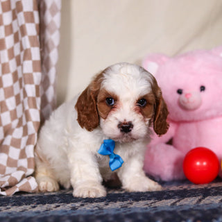 Banks - Available 3/19