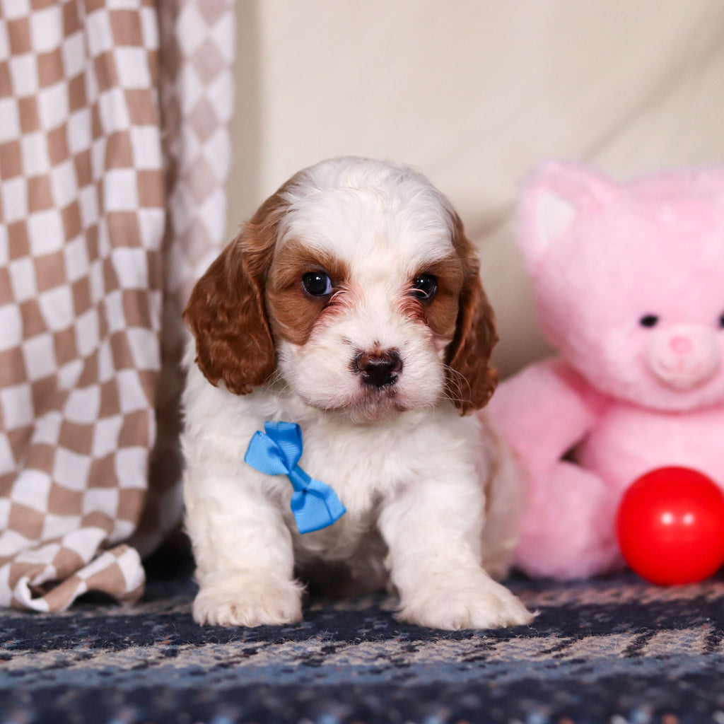 Banks - Available 3/19