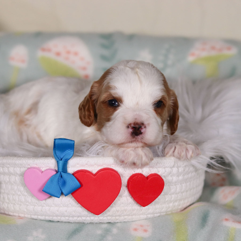 Banks - Available 3/19