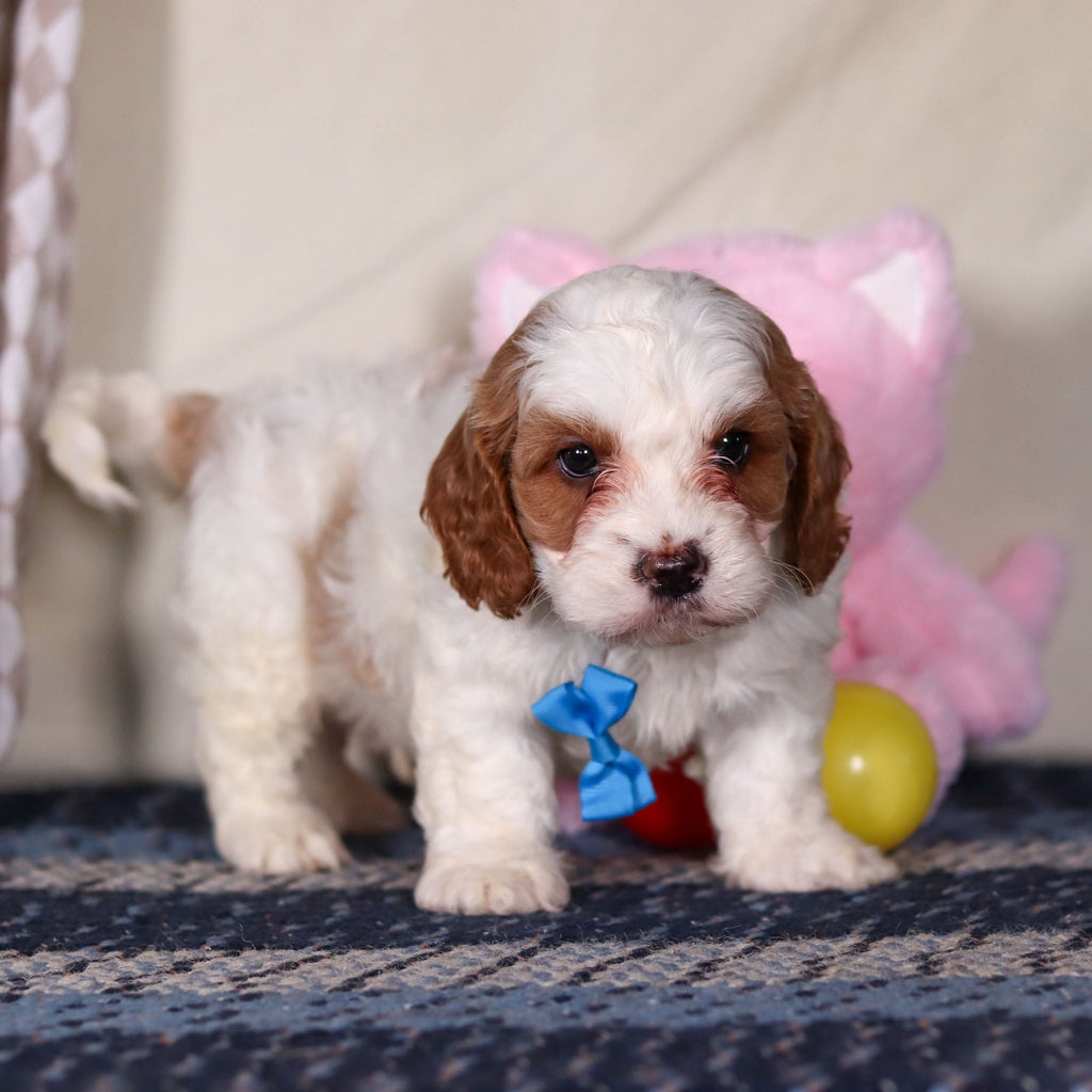 Banks - Available 3/19