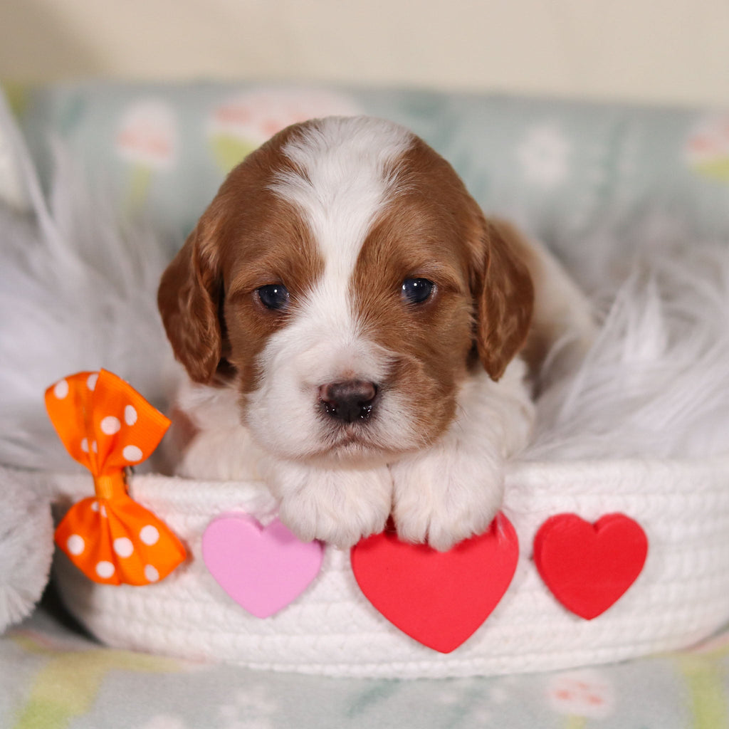 Bowen - Available 3/19