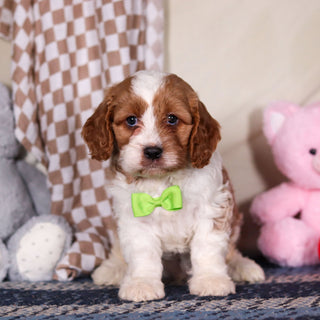 Bowen - Available 3/19