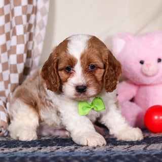 Bowen - Available 3/19