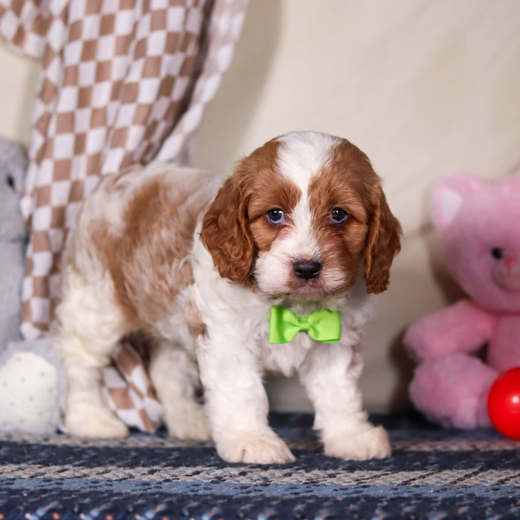 Bowen - Available 3/19