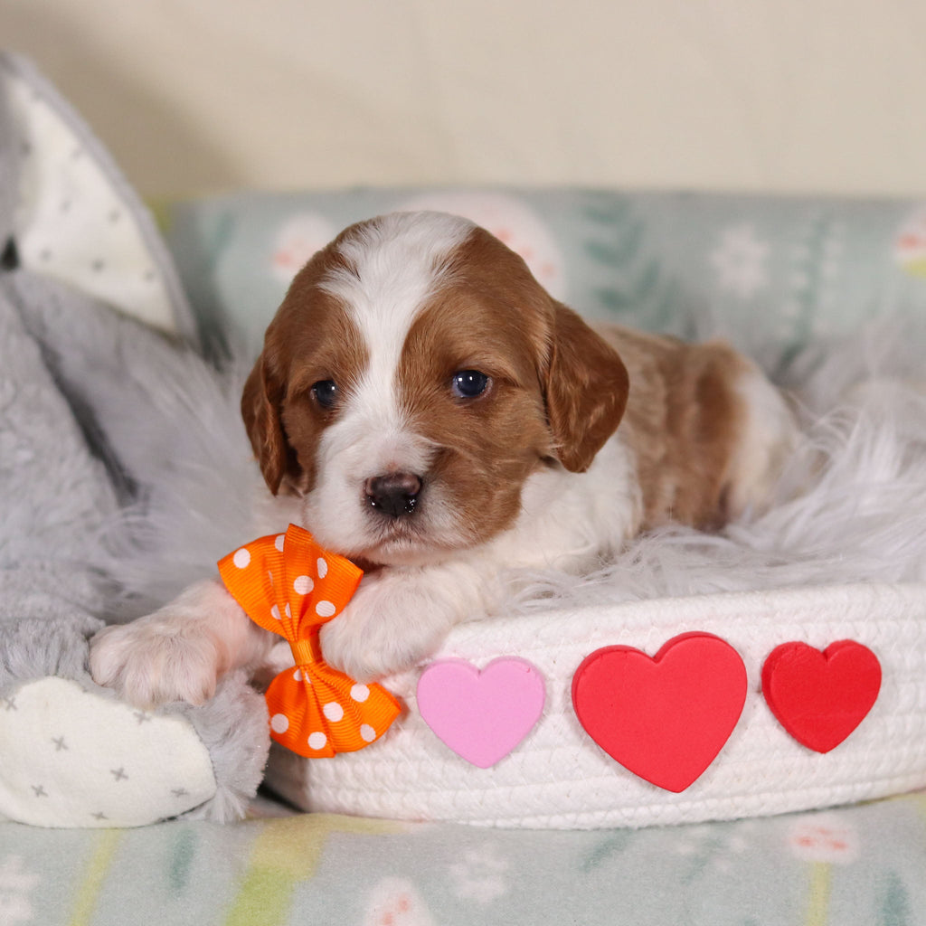 Bowen - Available 3/19