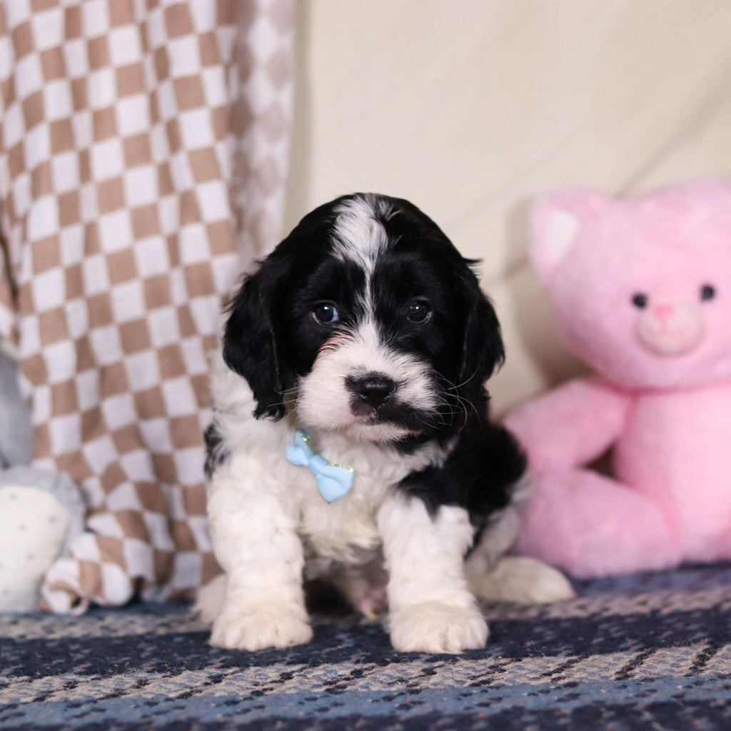 Bodie - Available 3/19