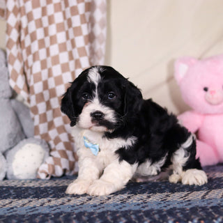 Bodie - Available 3/19