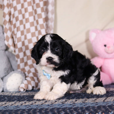 Bodie - Available 3/19