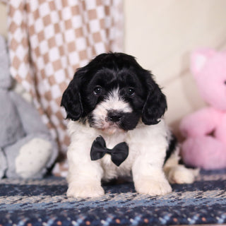 Baker - Available 3/19