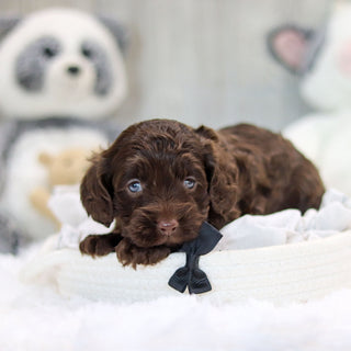 Aspen - Available 11/19